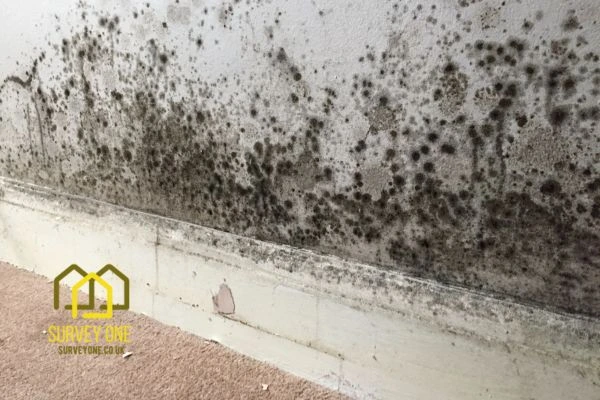 What’s the First Step to Take When You Notice Damp on a Party Wall Reading?